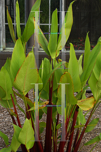 Picture of Thalia dealbata 