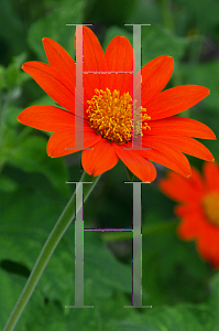 Picture of Tithonia rotundifolia 