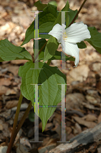 Picture of Trillium grandiflorum 