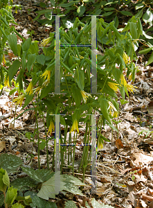 Picture of Uvularia grandiflora 