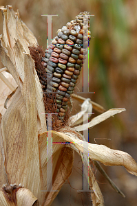 Picture of Zea mays 