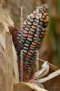 Picture of Zea mays 