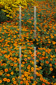 Picture of Zinnia angustifolia 'Crystal Orange'