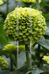 Picture of Zinnia elegans 'Envy'