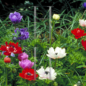 Picture of Anemone coronaria 