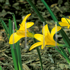 Picture of Sternbergia lutea 