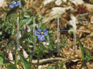 Picture of Commelina coelestis 