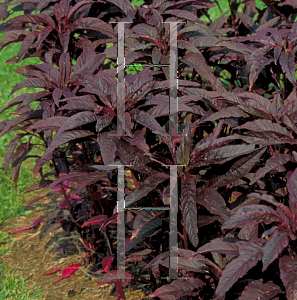 Picture of Amaranthus tricolor var. salicifolius 'Early Splendor'