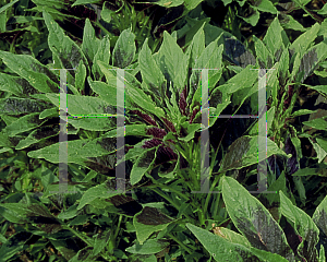 Picture of Amaranthus tricolor var. salicifolius 'Flaming Fountain'