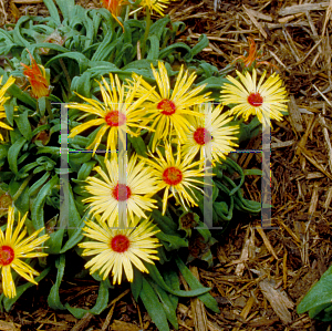 Picture of Dorotheanthus bellidiformis 