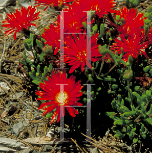 Picture of Drosanthemum speciosum 