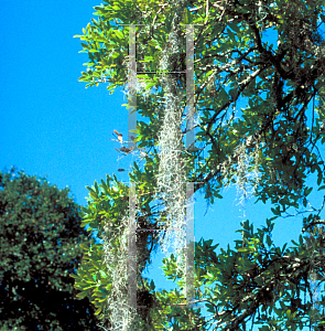 Picture of Tillandsia usneoides 