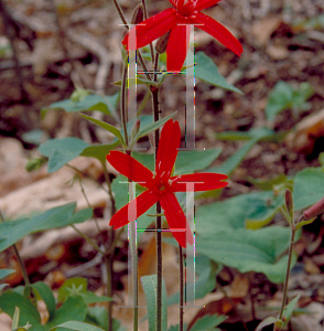 Picture of Silene virginica 