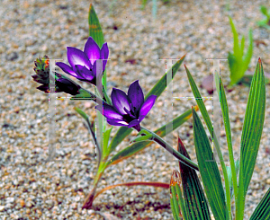 Picture of Babiana stricta 