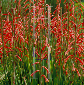 Picture of Watsonia aletroides 