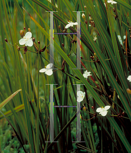 Picture of Libertia ixioides 