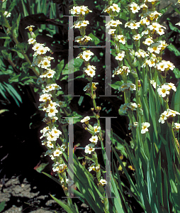 Picture of Sisyrinchium striatum 