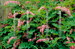 Picture of Lamprocapnos spectabilis 