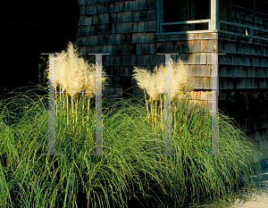 Picture of Cortaderia selloana 