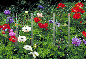 Picture of Anemone coronaria 