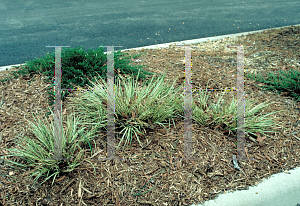 Picture of Carex morrowii 