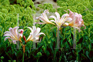 Picture of Lycoris squamigera 
