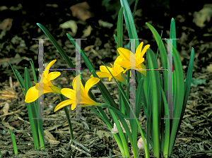 Picture of Sternbergia lutea 