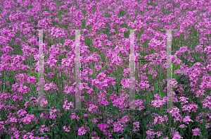 Picture of Hesperis matronalis 