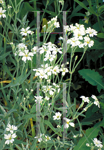 Picture of Cerastium tomentosum 