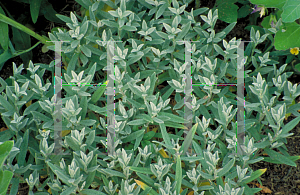 Picture of Cerastium tomentosum 