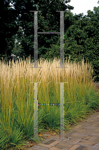 Picture of Calamagrostis x acutiflora 'Stricta'