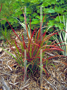 Picture of Imperata cylindrica 'Red Baron'