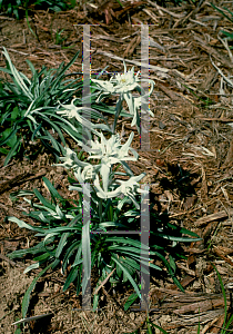 Picture of Leontopodium alpinum 