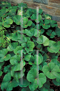 Picture of Ligularia dentata 