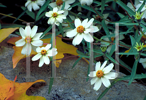 Picture of Zinnia angustifolia 'Star White'