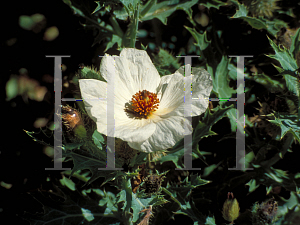 Picture of Argemone grandiflora 