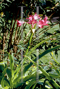Picture of Crinum x powellii 'Ellen Bosanquet'