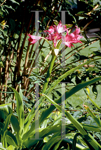 Picture of Crinum x powellii 'Ellen Bosanquet'