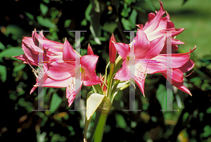 Picture of Crinum x powellii 'Ellen Bosanquet'