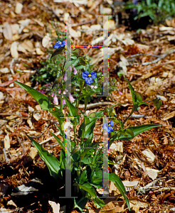 Picture of Commelina coelestis 