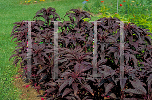 Picture of Amaranthus tricolor var. salicifolius 'Early Splendor'