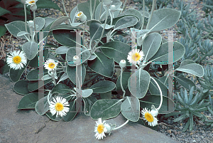Picture of Olearia insignis 