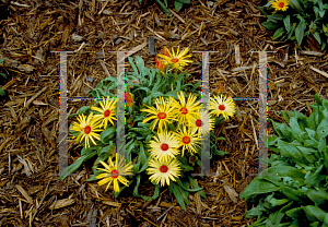 Picture of Dorotheanthus bellidiformis 