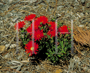 Picture of Drosanthemum speciosum 