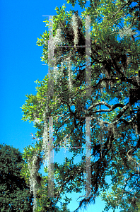 Picture of Tillandsia usneoides 