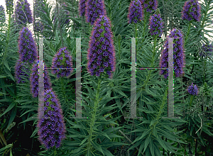 Picture of Echium candicans 