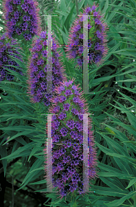 Picture of Echium candicans 