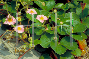 Picture of Fragaria frel 'Pink Panda'