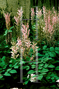 Picture of Astilbe chinensis var. davidii 