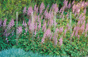 Picture of Astilbe chinensis var. davidii 